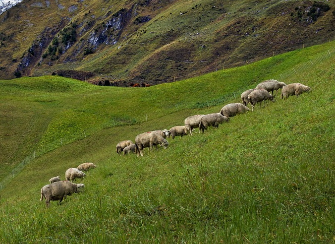 Les alpages, des espaces partagés dans les Écrins 