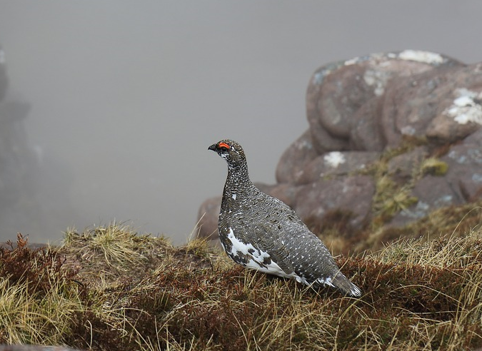 Tranquillité requise... pour les animaux dans le Mercantour