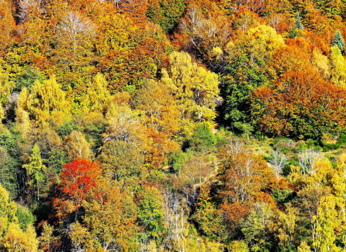 Les couleurs de l’automne en forêt  