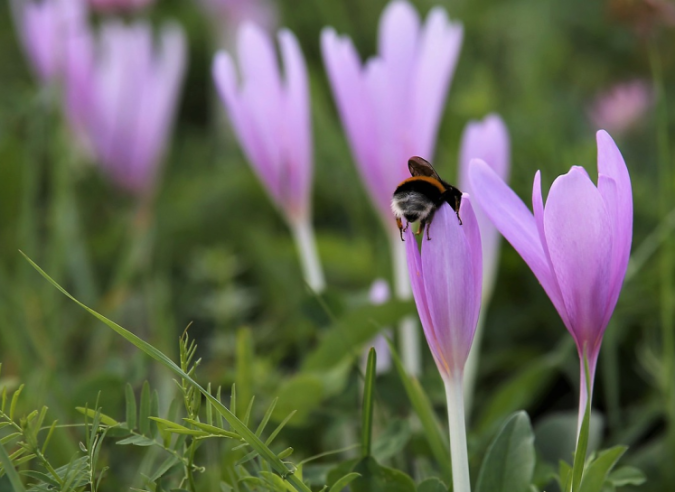 Plantes toxiques et plantes comestibles : attention aux confusions ! 