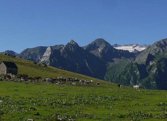 Les bouquetins de retour dans les Pyrénées Les bouquetins de retour dans les Pyrénées