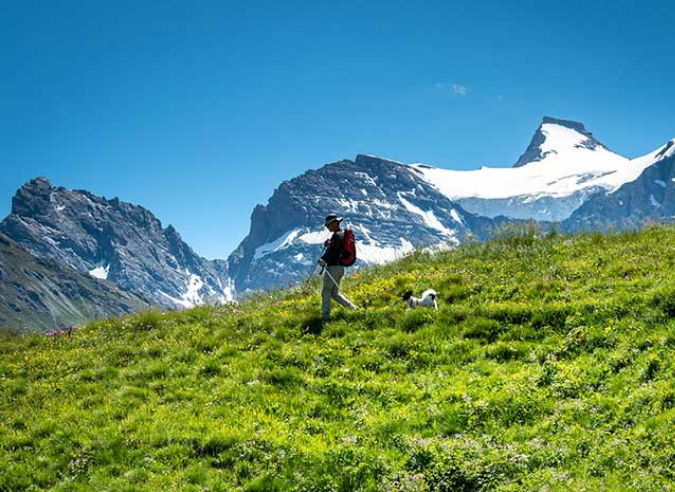 Randonner avec son chien en forêt au printemps