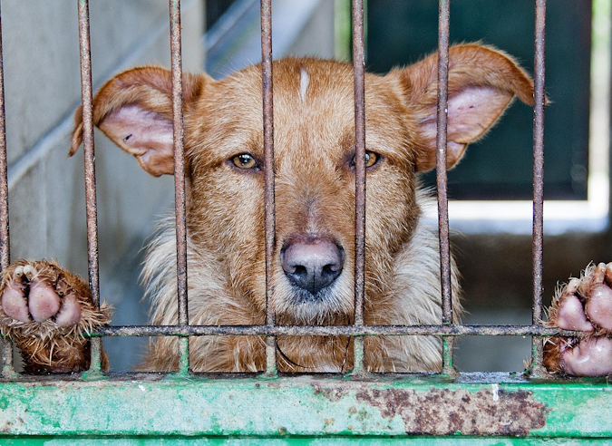 Un sac à dos pour faire adopter les chiens de refuge dans les rues de New-York !  