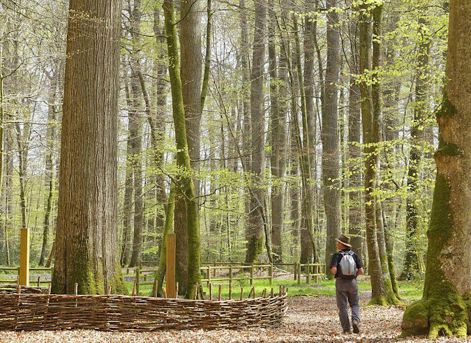 Mieux comprendre les forêts françaises “ : un webinaire IGN/ONF - 25 mars  