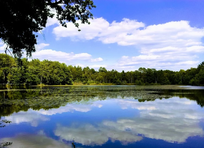 La Sologne engrillagée au détriment de la vie sauvage La Sologne engrillagée au détriment de la vie sauvage