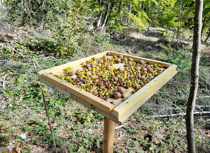 Le geai des chênes, un atout pour la forêt de montagne ! 