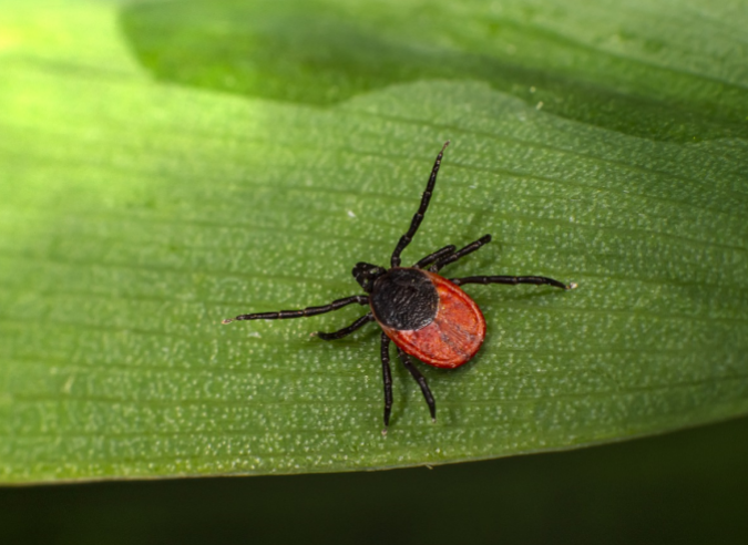 Will ants protect tourists from ticks?