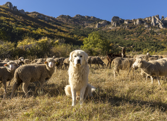 La transhumance et le pastoralisme hier et aujourd'hui 