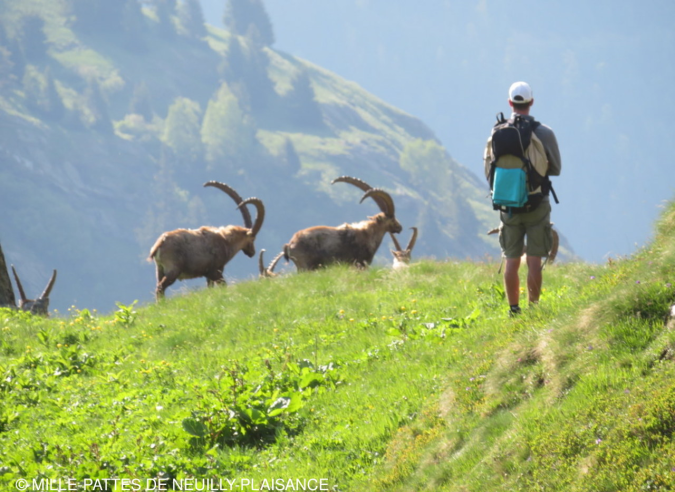 Le mouflon s’est acclimaté dans les Pyrénées