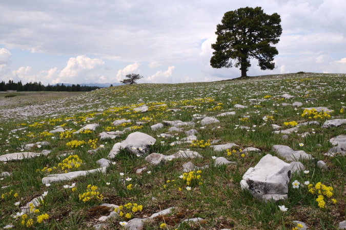 Les Hauts Plateaux du Vercors sous haute surveillance Les Hauts Plateaux du Vercors sous haute surveillance