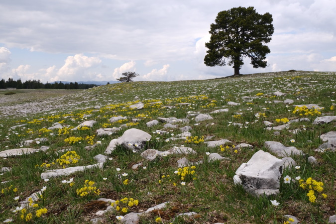 Les Hauts Plateaux du Vercors sous haute surveillance