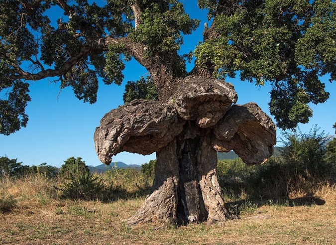 L'Arbre européen de l'année 2026 : votez pour votre préféré ! 