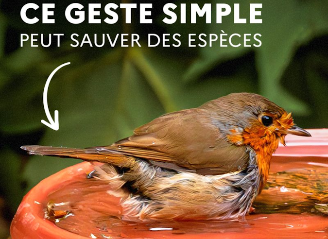Un geste simple pour sauver la petite faune pendant la canicule 