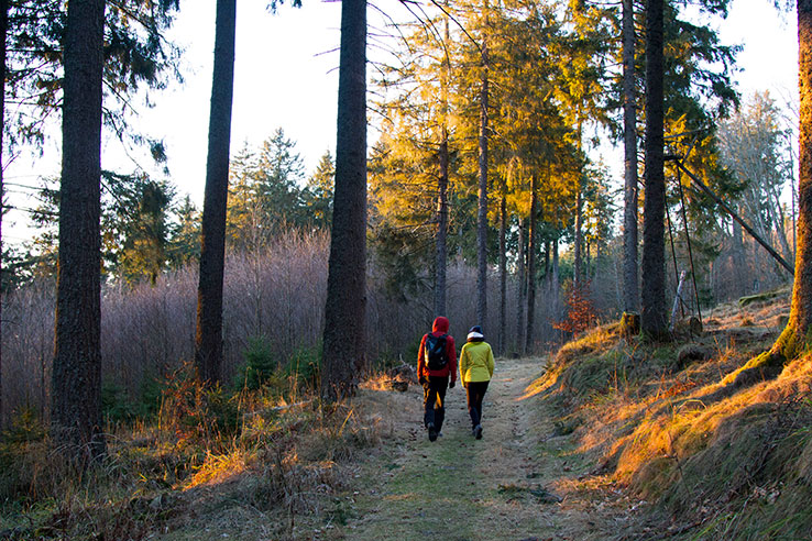 randonneurs-en-foret-hiver-adobe-stock