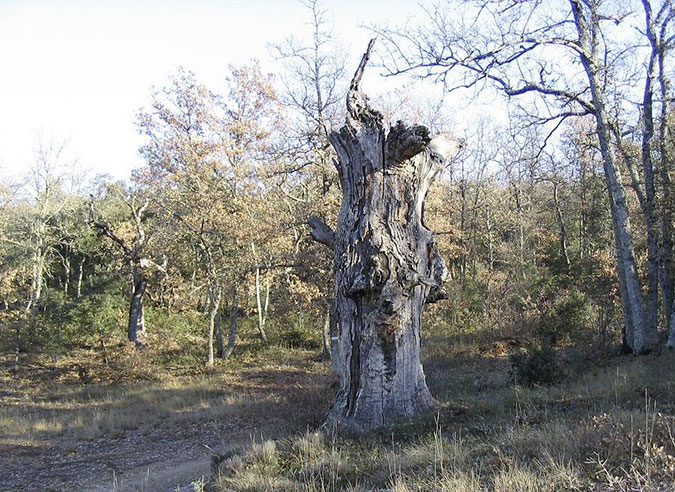 pourquoi-laisser-le-bois-mort-en-foret pourquoi-laisser-le-bois-mort-en-foret