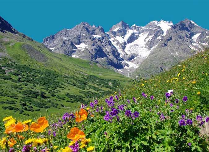 fleurs-montagne-a-decouvrir-randonnee