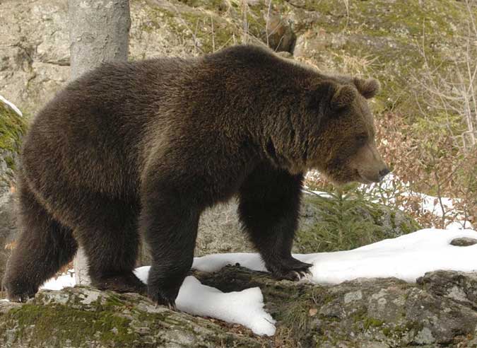 randonnee-interdite-ustou-cause-ours-ariege randonnee-interdite-ustou-cause-ours-ariege