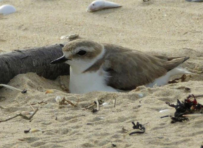 deconfinement-oiseaux-littoral-en-danger