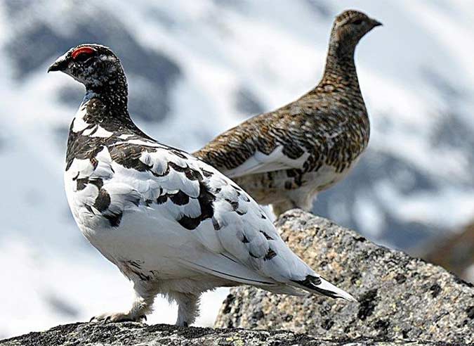 Bilan positif pour les zones Lago'Quiét dans le Mercantour !