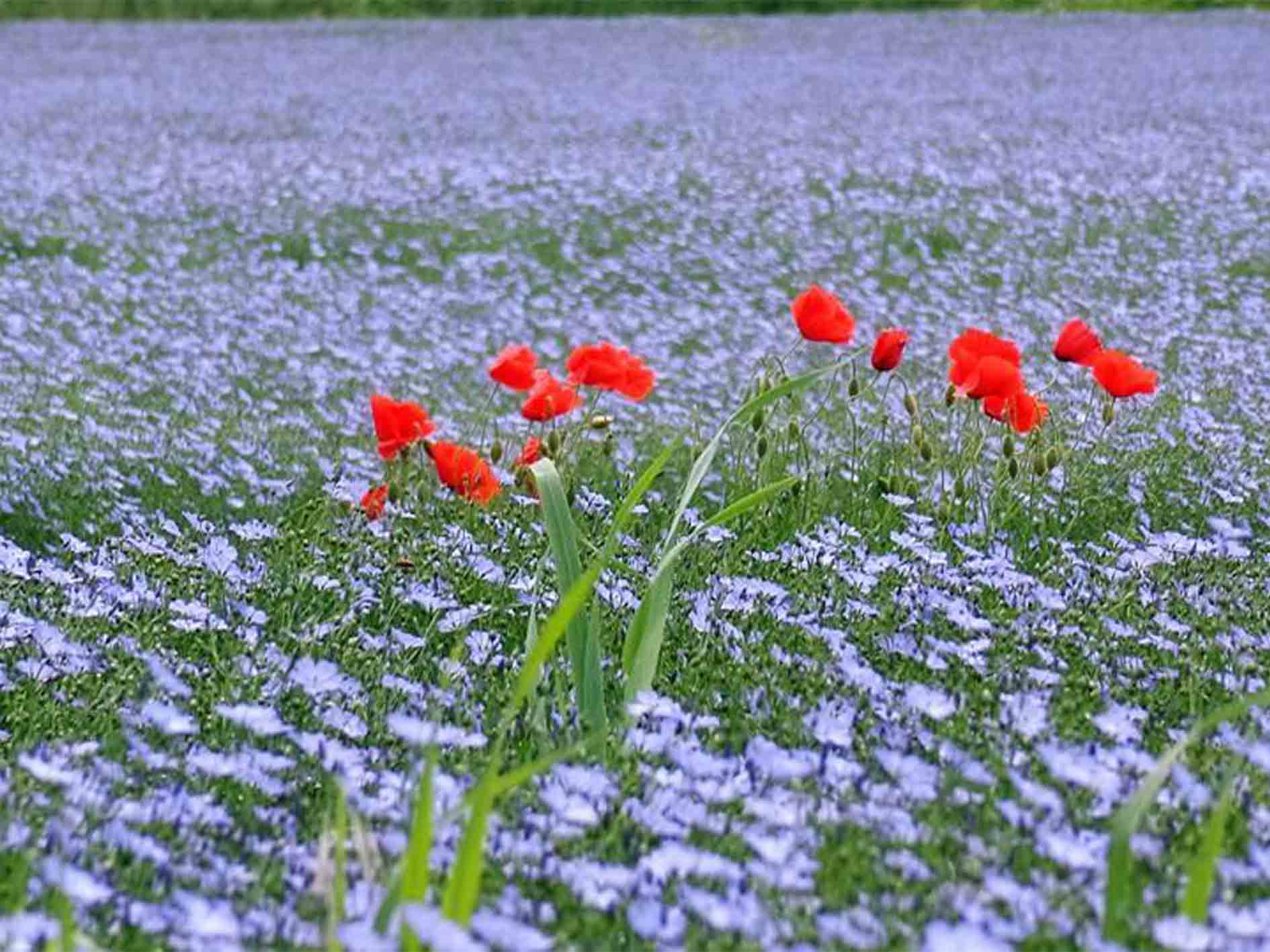 COVID-19-la-nature-reprend-ses-droits