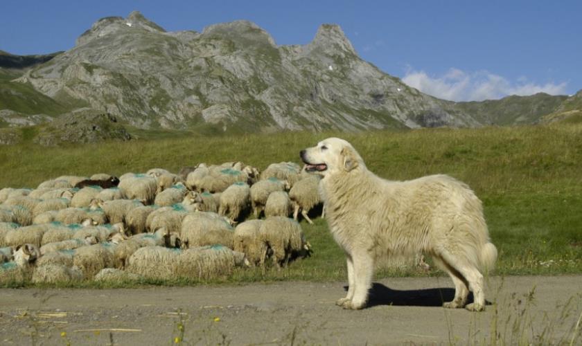 Pastoralisme et activités de nature : enquête dans la Drôme 