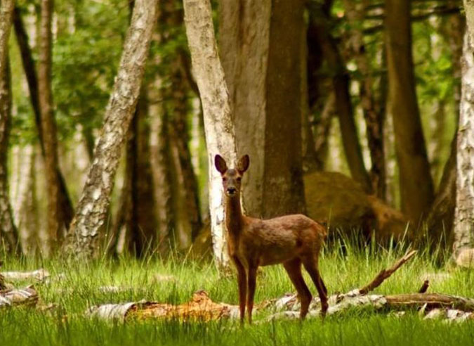 Histoire du domaine forestier de Rambouillet