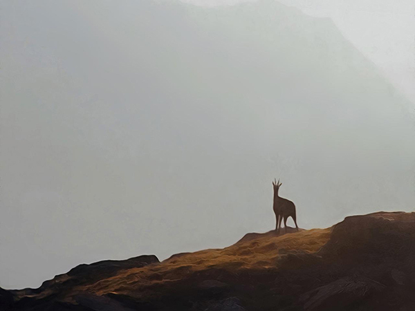 Ne pas déranger la faune sauvage en randonnée - crédit : Pixabay