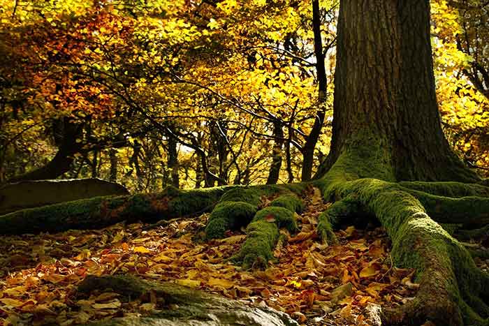 Les forêts françaises à l’agonie Les forêts françaises à l’agonie