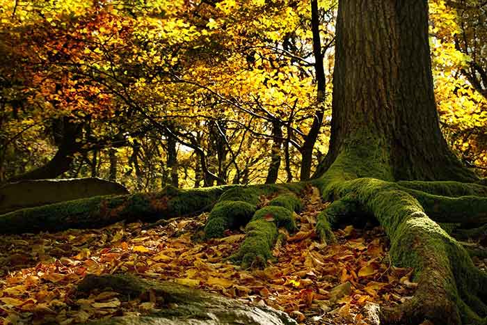  Les forêts françaises à l’agonie