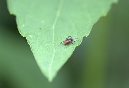 Conseil santé FFRrandonnée  : tique et maladie de Lyme